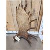 Image 2 : 13.7 Lbs Moose Shed Antler