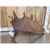 Image 3 : 13.7 Lbs Moose Shed Antler