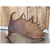 Image 4 : 13.7 Lbs Moose Shed Antler