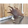 Image 5 : 13.7 Lbs Moose Shed Antler