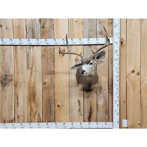 4x4 Blacktail Deer Shoulder Mount Taxidermy
