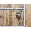 Image 1 : 4x4 Blacktail Deer Shoulder Mount Taxidermy