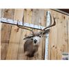 Image 2 : 4x4 Blacktail Deer Shoulder Mount Taxidermy