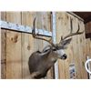 Image 3 : 4x4 Blacktail Deer Shoulder Mount Taxidermy