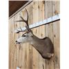 Image 4 : 4x4 Blacktail Deer Shoulder Mount Taxidermy
