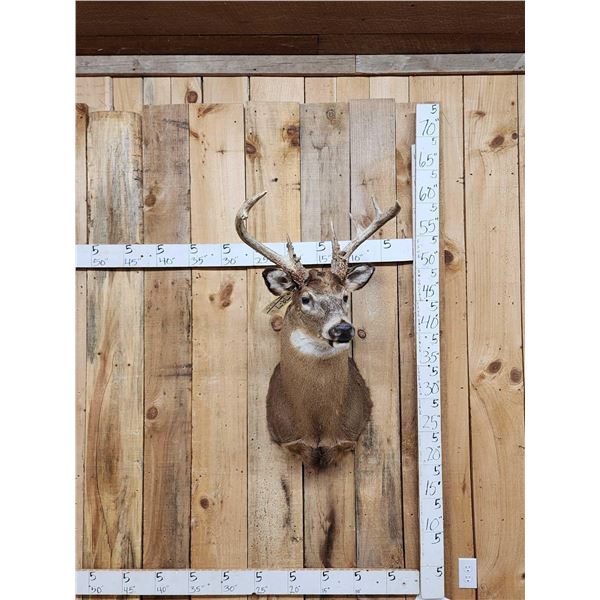 4x4 Whitetail Shoulder Mount Taxidermy