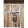 Image 1 : 4x4 Whitetail Shoulder Mount Taxidermy