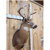Image 2 : 4x4 Whitetail Shoulder Mount Taxidermy