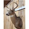 Image 3 : 4x4 Whitetail Shoulder Mount Taxidermy