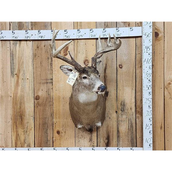 Wild Canadian 4x4 Whitetail Shoulder Mount Taxidermy