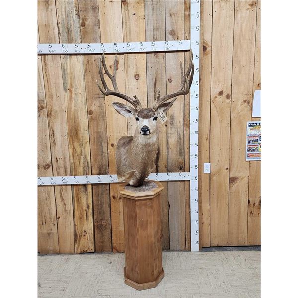 5x5 Mule Deer Pedestal Taxidermy Mount