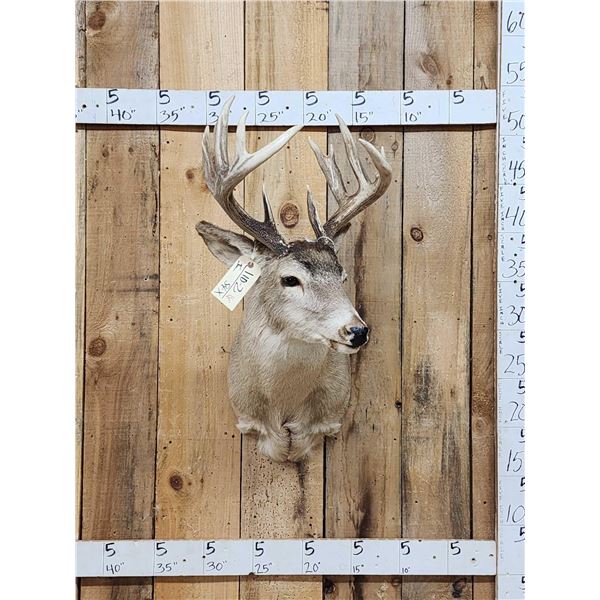 Wild Canadian 5x5 Whitetail Shoulder Mount Taxidermy