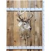 Image 1 : Wild Canadian 5x5 Whitetail Shoulder Mount Taxidermy