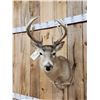 Image 2 : Wild Canadian 5x5 Whitetail Shoulder Mount Taxidermy