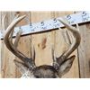 Image 3 : Wild Canadian 5x5 Whitetail Shoulder Mount Taxidermy