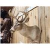 Image 4 : Wild Canadian 5x5 Whitetail Shoulder Mount Taxidermy