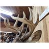 Image 5 : Wild Canadian 5x5 Whitetail Shoulder Mount Taxidermy