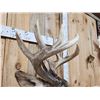 Image 6 : Wild Canadian 5x5 Whitetail Shoulder Mount Taxidermy