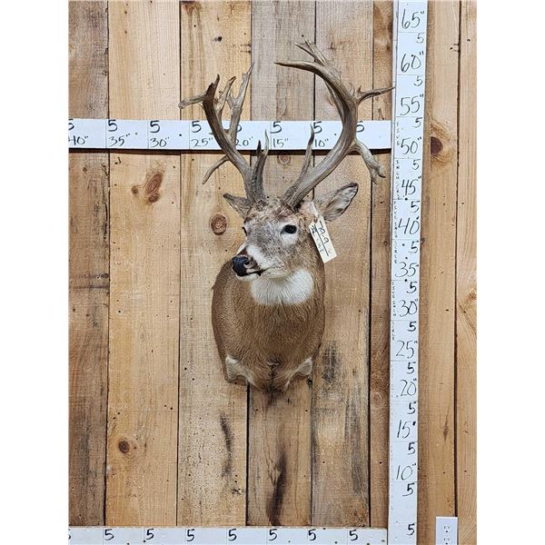 Gnarly Nontypical Whitetail Shoulder Mount Taxidermy