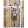 Image 1 : Gnarly Nontypical Whitetail Shoulder Mount Taxidermy