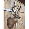 Image 2 : Gnarly Nontypical Whitetail Shoulder Mount Taxidermy