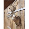 Image 3 : Gnarly Nontypical Whitetail Shoulder Mount Taxidermy