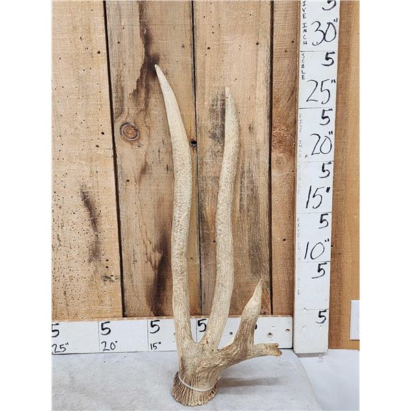 Freak Nontypical Elk Shed Antler
