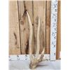 Image 1 : Freak Nontypical Elk Shed Antler