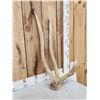 Image 2 : Freak Nontypical Elk Shed Antler