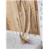 Image 3 : Freak Nontypical Elk Shed Antler