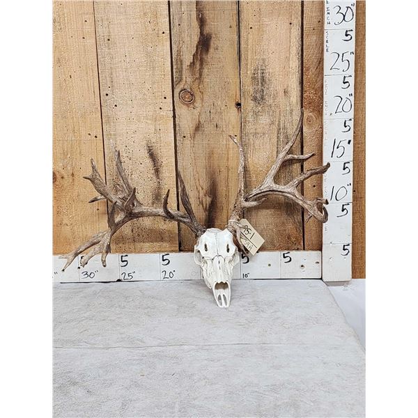 Big Nontypical Whitetail Antlers On Reproduction Skull