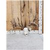 Image 1 : Big Nontypical Whitetail Antlers On Reproduction Skull