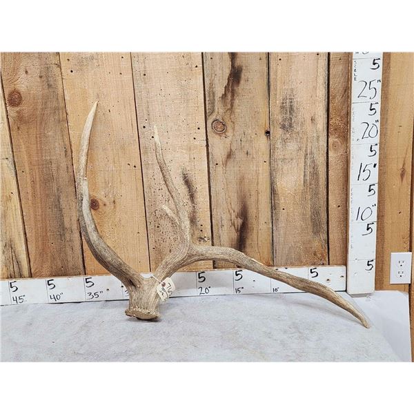 Freak Nontypical Elk Shed Antler