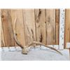 Image 1 : Freak Nontypical Elk Shed Antler