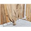 Image 2 : Freak Nontypical Elk Shed Antler