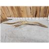 Image 3 : Freak Nontypical Elk Shed Antler