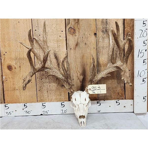 Big Nontypical Whitetail Shed Antlers On Reproduction Skull