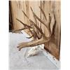 Image 2 : Big Nontypical Whitetail Shed Antlers On Reproduction Skull
