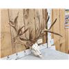 Image 3 : Big Nontypical Whitetail Shed Antlers On Reproduction Skull