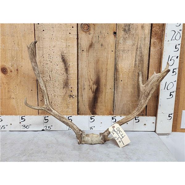 Fallow Deer Antlers On Skull Plate
