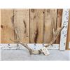 Image 1 : Fallow Deer Antlers On Skull Plate