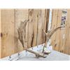 Image 3 : Fallow Deer Antlers On Skull Plate