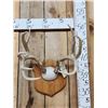 Image 1 : 5x5 Whitetail Antlers On Plaque