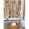 Image 2 : 5x5 Whitetail Antlers On Plaque