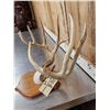 Image 3 : 5x5 Whitetail Antlers On Plaque