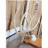 Image 4 : 5x5 Whitetail Antlers On Plaque