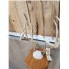 Image 5 : 5x5 Whitetail Antlers On Plaque