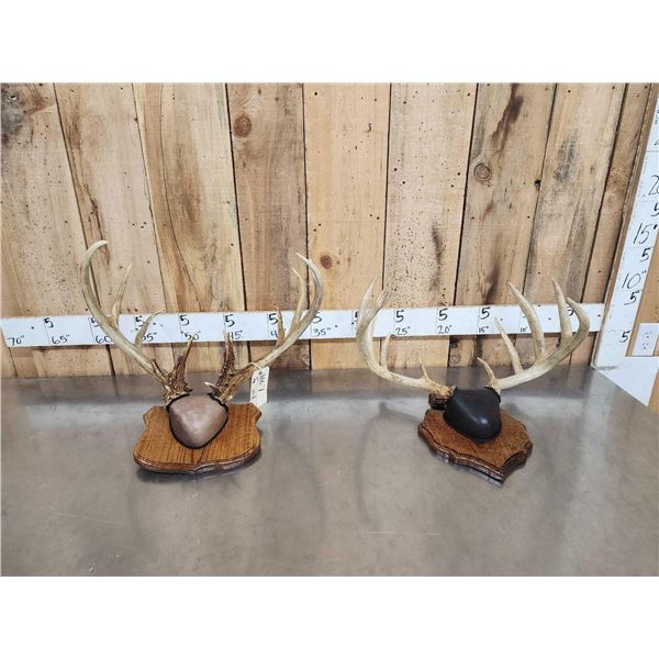2 Sets Of Whitetail Antlers On Plaques
