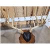 Image 2 : 2 Sets Of Whitetail Antlers On Plaques