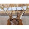 Image 4 : 2 Sets Of Whitetail Antlers On Plaques